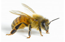 Biškopības piederumi