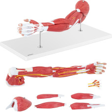 Physa 1:1 mēroga 3D rokas anatomijas modelis