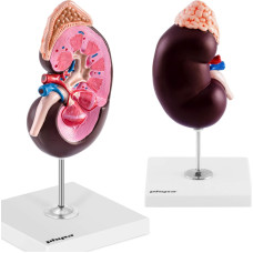 Physa Cilvēka nieres 3D anatomiskais modelis 1,5:1 mērogā