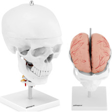 Physa Cilvēka galvaskausa 3D anatomiskais modelis ar smadzenēm, 7 skriemeļiem, mērogs 1:1