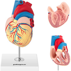 Physa 3D cilvēka sirds anatomiskais modelis
