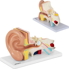 Physa Cilvēka auss 3D anatomiskais modelis