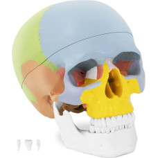 Physa Cilvēka galvaskausa anatomiskais modelis krāsains 1:1 mērogā + Zobi 3 gab.