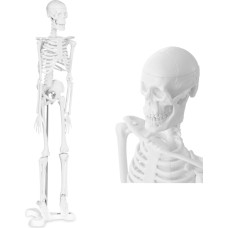 Physa Cilvēka skeleta anatomiskais modelis 47 cm