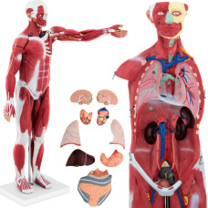 Physa Cilvēka ķermeņa 3D anatomiskais modelis 27 elementi 76 cm