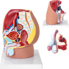 Physa Vīrieša iegurņa anatomiskais 3D modelis mērogā 1:1