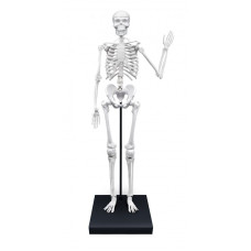 Skeleton 85 cm Buki