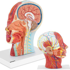 Physa Cilvēka galvas un kakla 3D anatomiskais modelis, mērogs 1:1