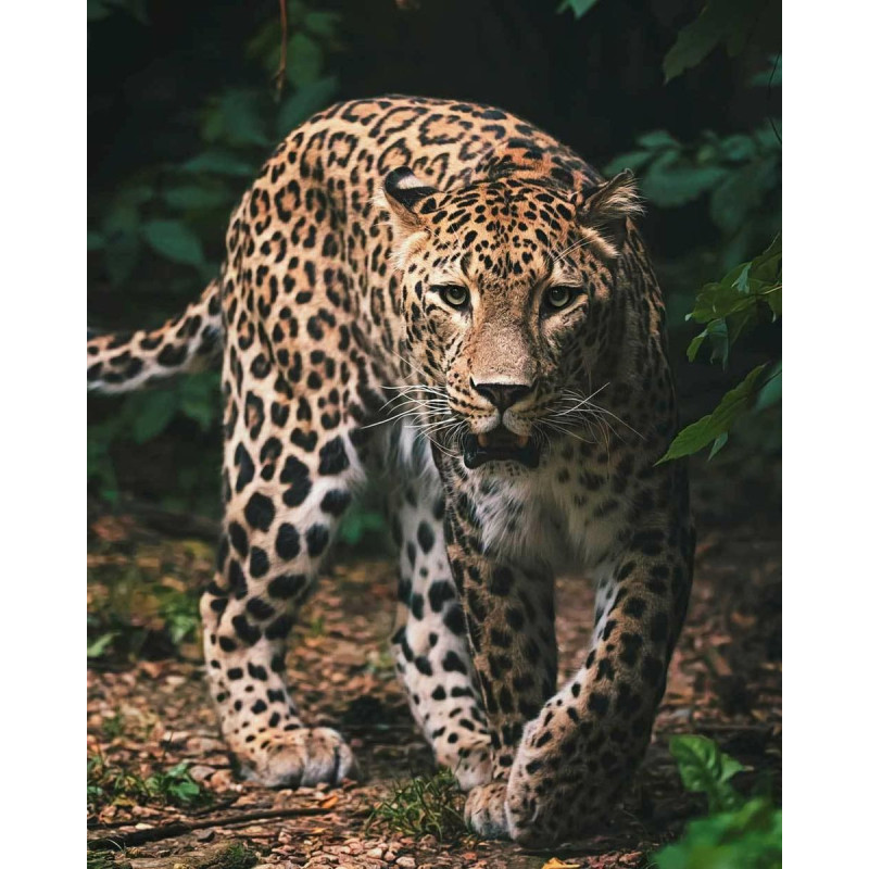 Mikroflaneļa sega 120x150 Leopard Leopard Panther Lapas Bērnu pleds 4942