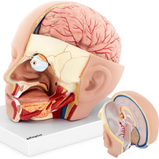 Physa Cilvēka galvas un smadzeņu 3D anatomiskais modelis, mērogs 1:1