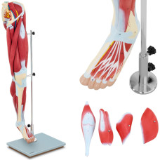 Physa Cilvēka kāju muskuļu 3D anatomiskais modelis