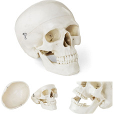 Physa Cilvēka galvaskausa anatomiskais modelis mērogā 1:1 + Zobi 3 gab.