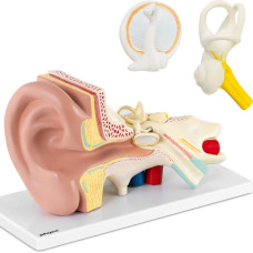 Physa Cilvēka auss 3D anatomiskais modelis ar izņemamiem elementiem, mērogs 3:1