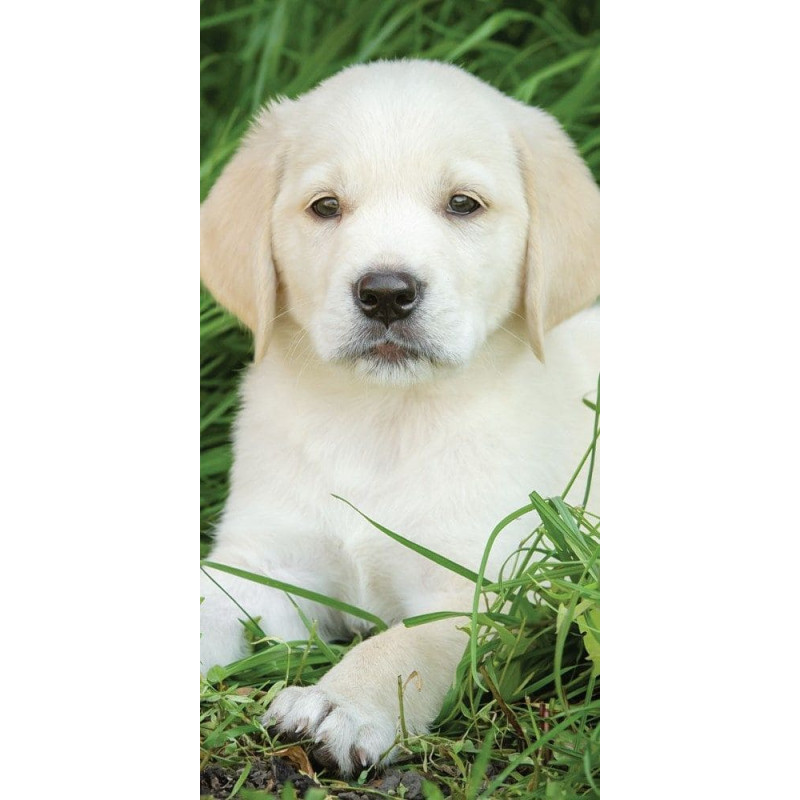 Pludmales dvielis 70x140 Suns 0464 Kokvilnas kucēns