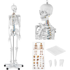 Physa Cilvēka skeleta anatomiskais modelis 176 cm + anatomisks plakāts