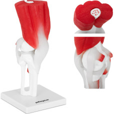Physa Ceļa locītavas 3D anatomiskais modelis mērogā 1:1