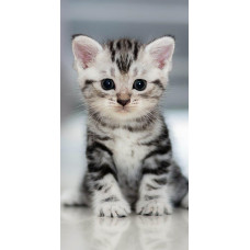 Pludmales dvielis 70x140 Design 03 Kaķu kaķēns pelēks 1311 kokvilna