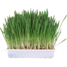 Trixie Zāle kaķiem - Trixie Small animal grass, 100gr