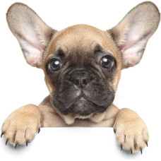 Mikroflaneļa sega 120x150 Suņu suns 0012 Jauka buldoga bērnu sega