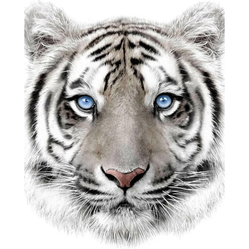 Mikroflaneļa sega 120x150 Tīģeris baltas zilas acis White Tiger bērnu pleds 4959
