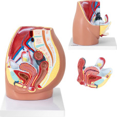 Physa 3D sievietes iegurņa anatomiskais modelis mērogā 1:1