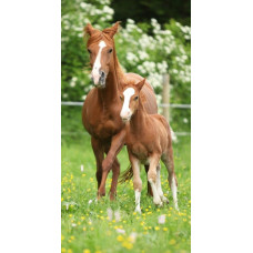 Pludmales dvielis 70x140 Dizains 06 Zirga ķēves kumeļš pļavā 1342 kokvilna