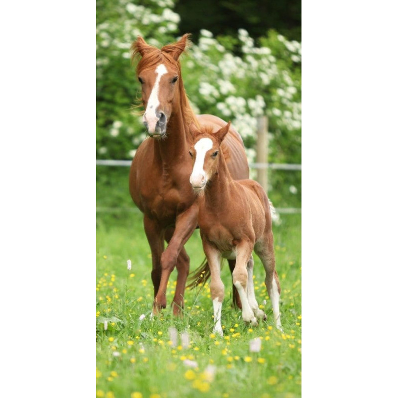 Pludmales dvielis 70x140 Dizains 06 Zirga ķēves kumeļš pļavā 1342 kokvilna