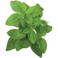 Click & Grow Smart Garden refill dwarf basil 3-pack