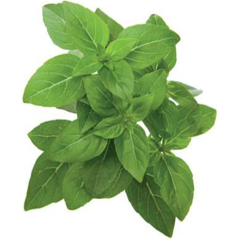 Click & Grow Smart Garden refill dwarf basil 3-pack