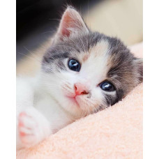 Mikroflaneļa sega 120x150 Cat sweet kitty kitty cat bērnu pleds 4966
