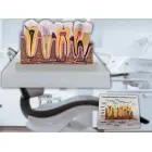 Anatomical tooth cross-section model, educational — Photo 6