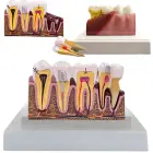 Anatomical tooth cross-section model, educational — Photo 1