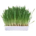 Trixie Cat Grass, 100g — Photo 1