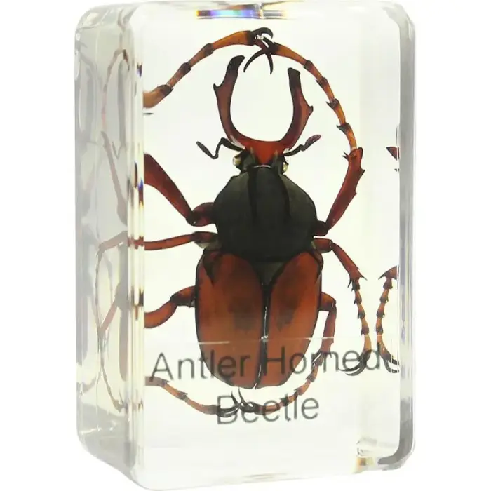 Prepared slide - stag beetle, Omegon