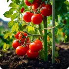 Tunel ogrodowy 2 x 3,5 m (7m2) Plonos Foto 7