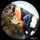 BRESSER Analyth STR 10x - 40x stereo microscope — Foto 1