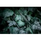 Tactical Quantum Stealth vāks Apple iPhone 14 Clear|Black — Foto 4