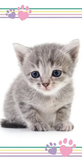 Kids Beach Towel 70x140 cm Grey Kitten