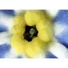 Delta Optical BioLight 100 microscope (blue) — Photo 13