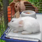 FERPLAST Rabbit 120 - triušių narvas — Nuotrauka 10