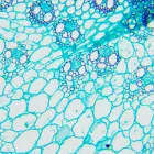 MAGUS Bio 240T Biological Microscope — Photo 21